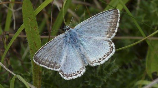 A blue butterfly resting on a blade of grass